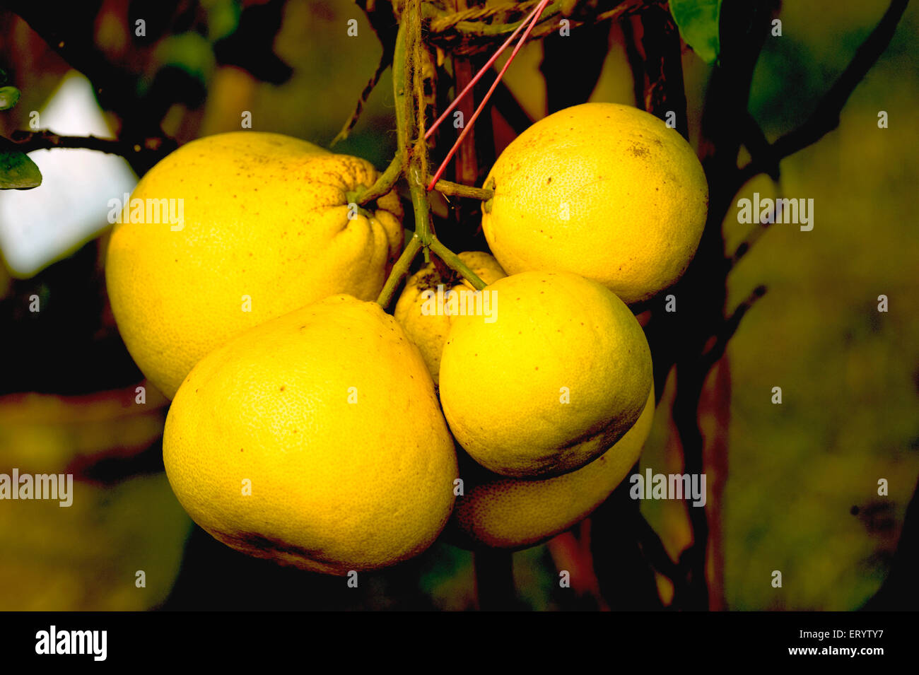 Pomelo fruit tree, Fruit show, Calcutta, Kolkata, West Bengal, India