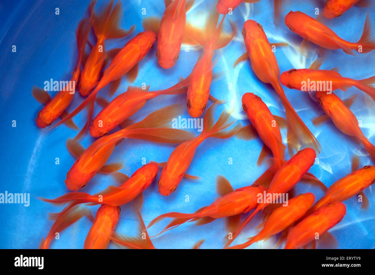 Oranda, goldfish breed, aquarium fish, fish tank, carassius auratus, Fish market, Galiff Street, Calcutta, Kolkata, West Bengal, India, Asia Stock Photo