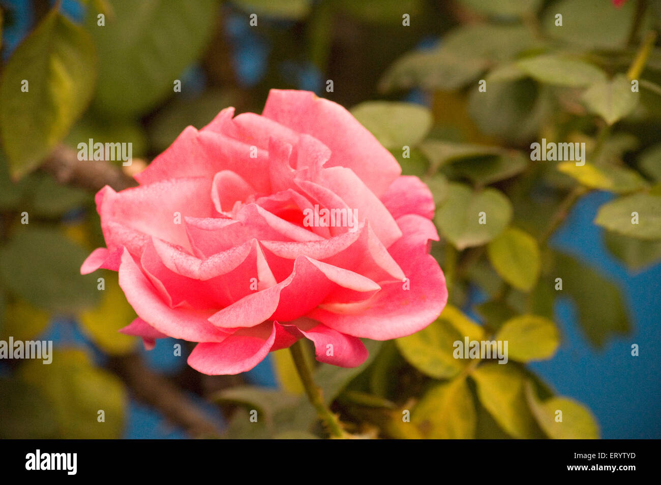 Rose flower pink petals in garden, West Bengal, India, asia Stock Photo