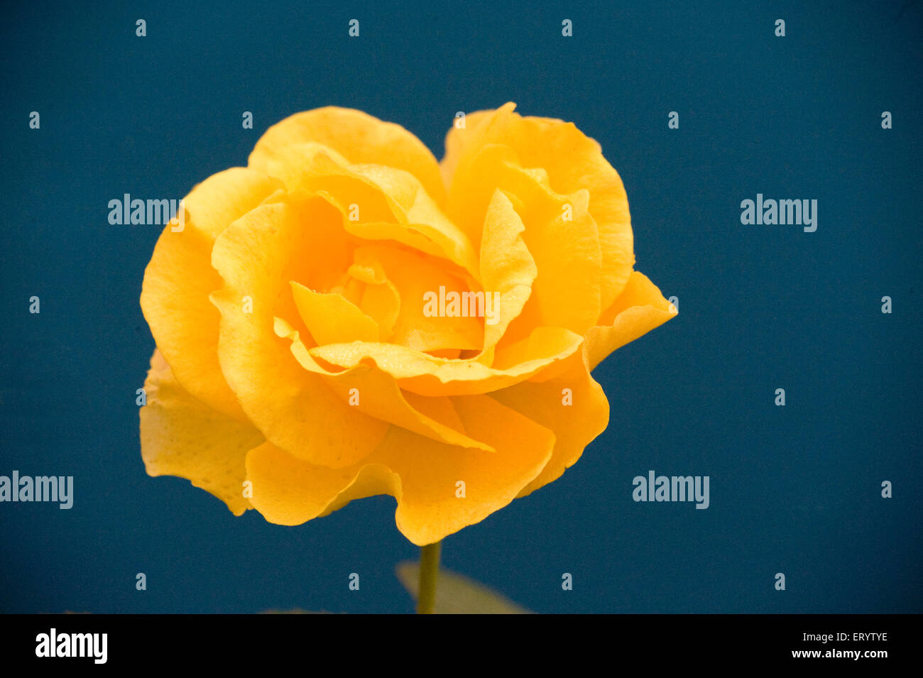 Rose flower yellow on blue background, West Bengal, India, Asia Stock Photo