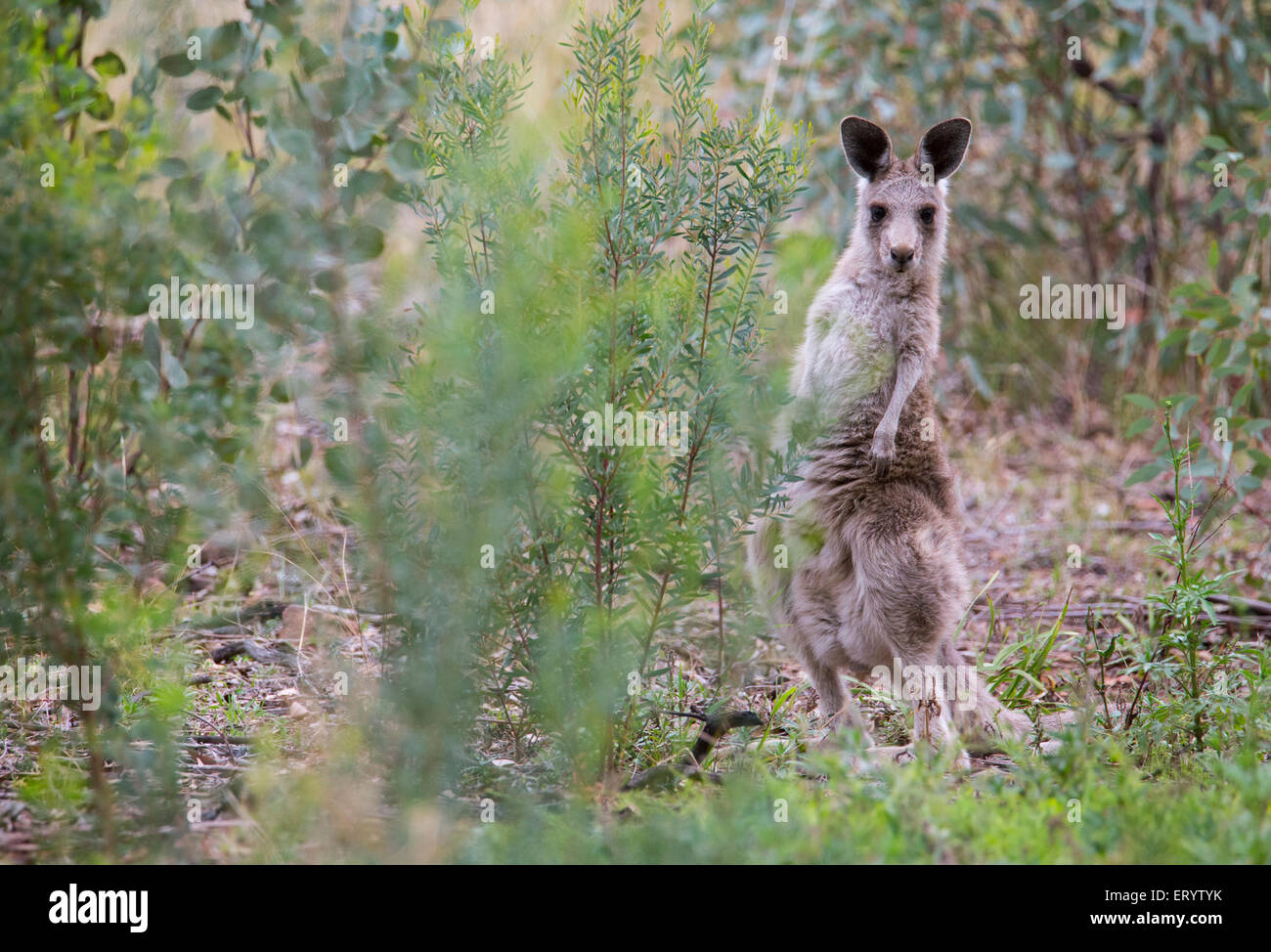 Juvenile Eastern Grey Kangaroo (Macropus giganteus), Australia Stock Photo