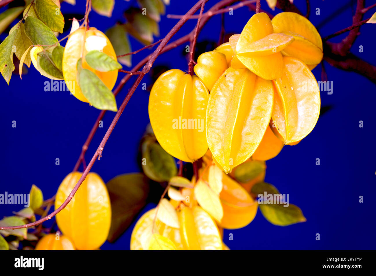 Carambola fruit tree, star fruit tree, Averrhoa carambola, Fruit show, Calcutta, Kolkata, West Bengal, India, Asia Stock Photo