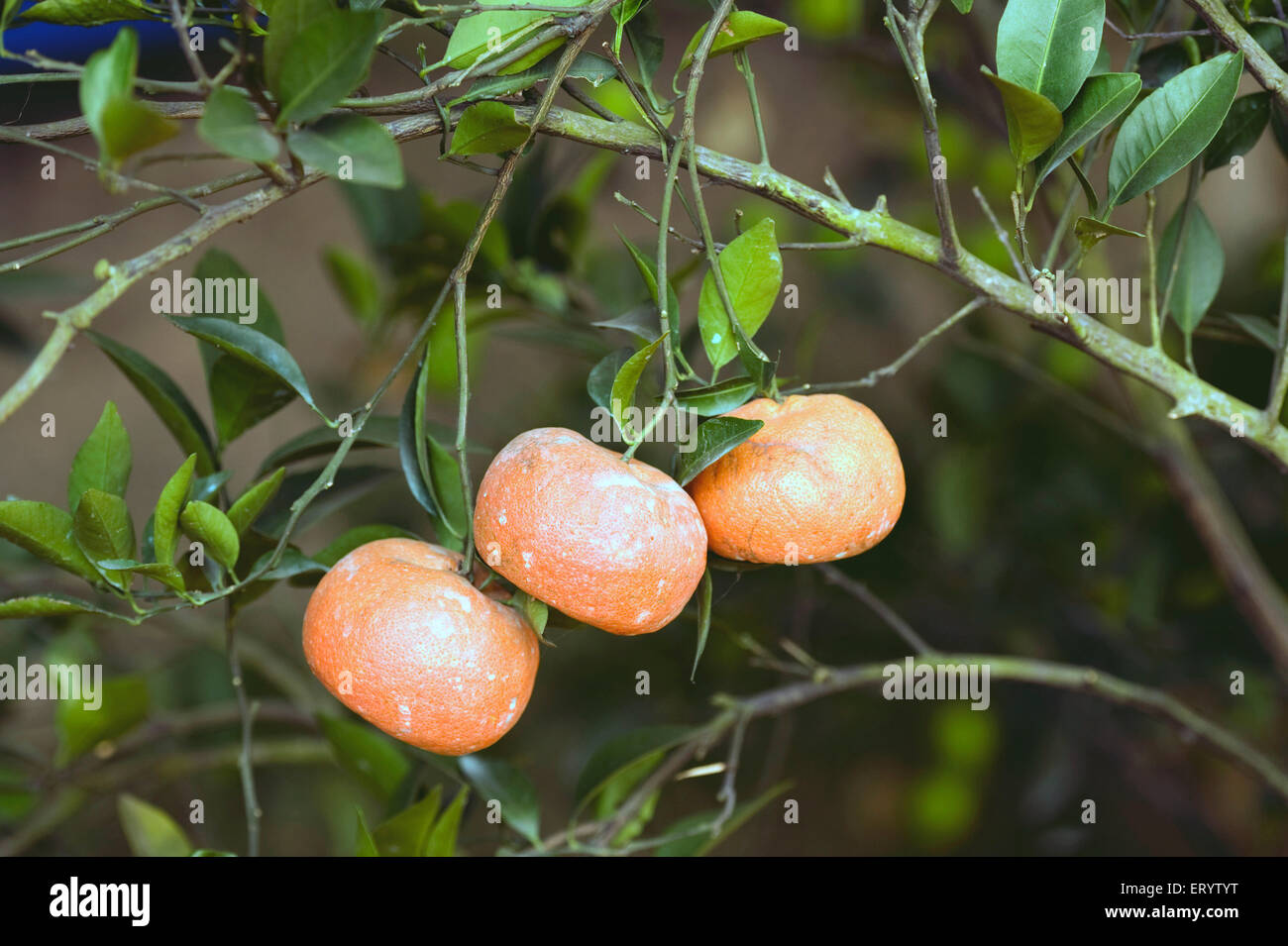 Orange fruit tree, Fruit show, Calcutta, Kolkata, West Bengal, India, Asia Stock Photo