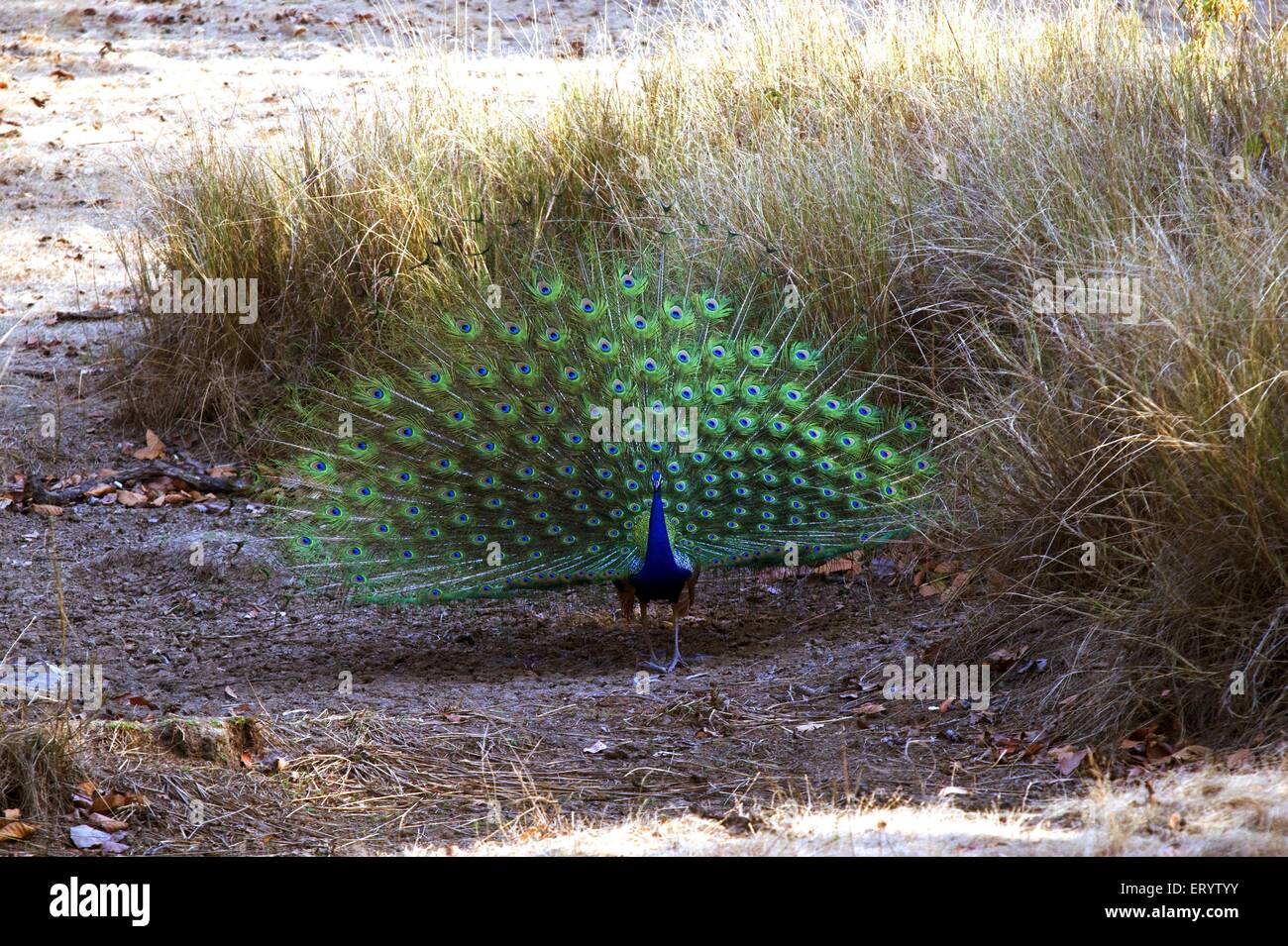 Birds ; dance of Indian peacock pavo cristatus ; Kanha wild life sanctuary ; Madhya Pradesh ; India Stock Photo