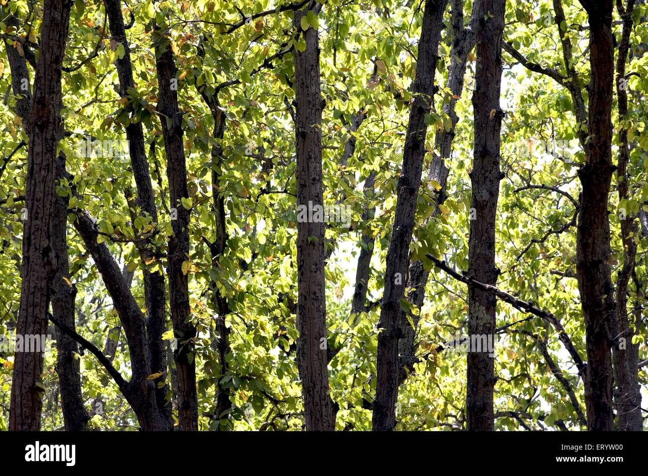 Sal tree forest with new leaves, Shorea robusta, Sondhar village, Kanha National Park, Madla, Balaghat district, Madhya Pradesh, India, Asia Stock Photo