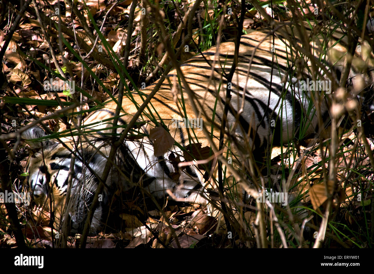 Tiger panthera tigris sleeping inside thick bush ; Kanha wildlife sanctuary ; Madhya Pradesh ; India Stock Photo