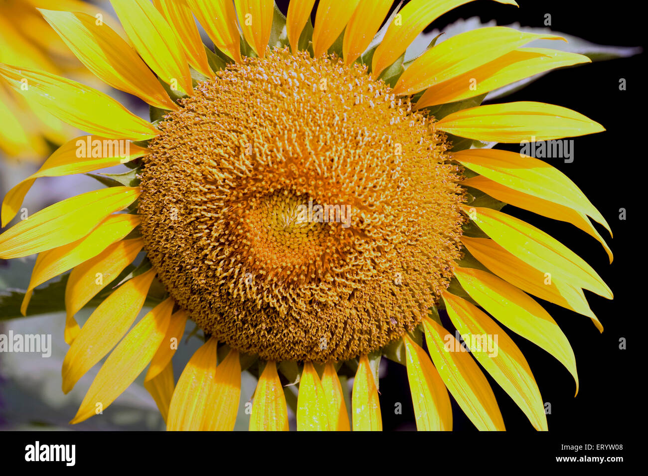 beautiful sunflower in full bloom stock photos & beautiful sunflower