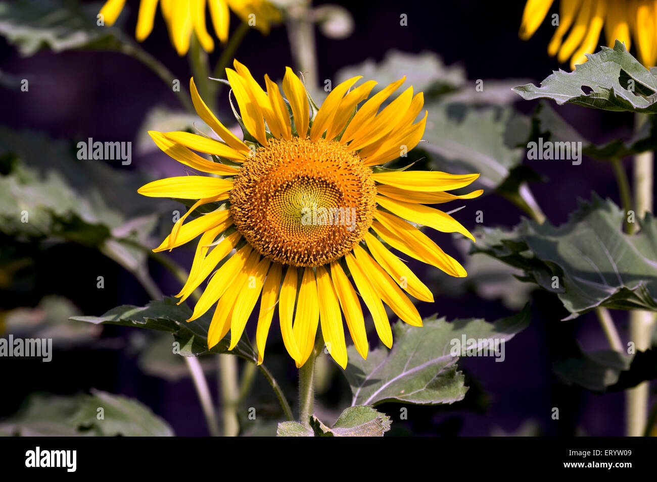 Sunflower blooming, Helianthus annuus, Calcutta, Kolkata, West Bengal