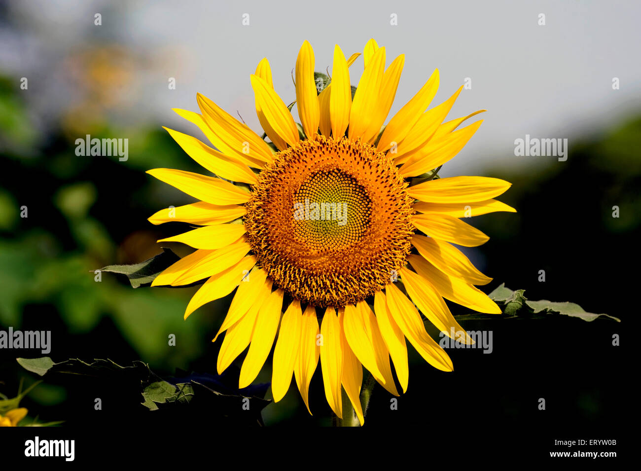 Sunflower blooming, Helianthus annuus, Calcutta, Kolkata, West Bengal