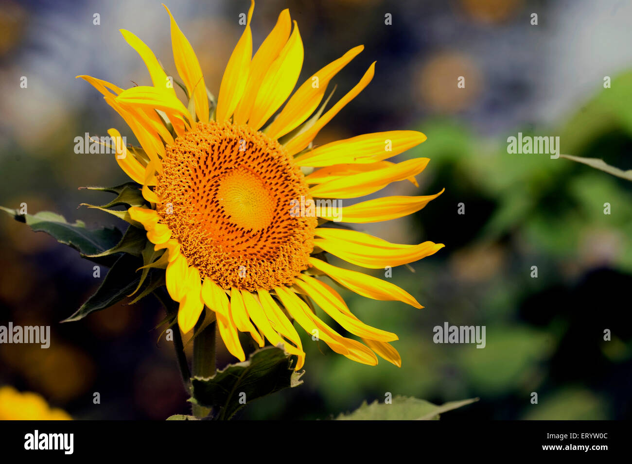 Sunflower blooming, Helianthus annuus, Calcutta, Kolkata, West Bengal, India, Asia Stock Photo