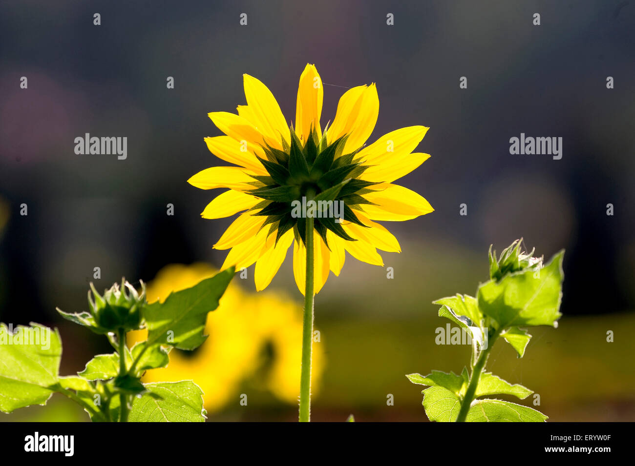 Sunflower blooming, Helianthus annuus, Calcutta, Kolkata, West Bengal