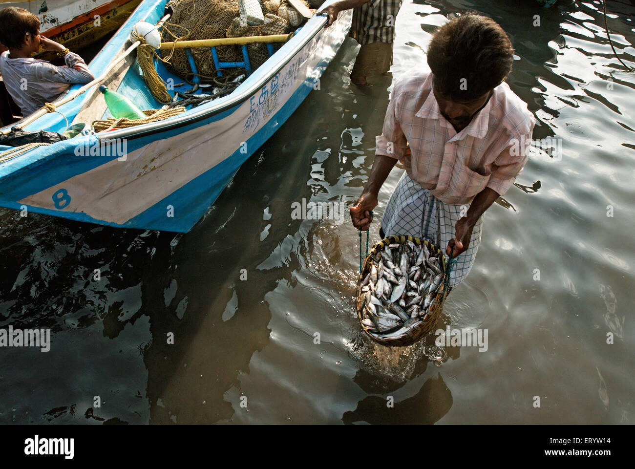 Washing fish in sea , Kasimedu fish market , Royapuram fishing harbour , Madras , Chennai , Tamil Nadu , India , Asia Stock Photo