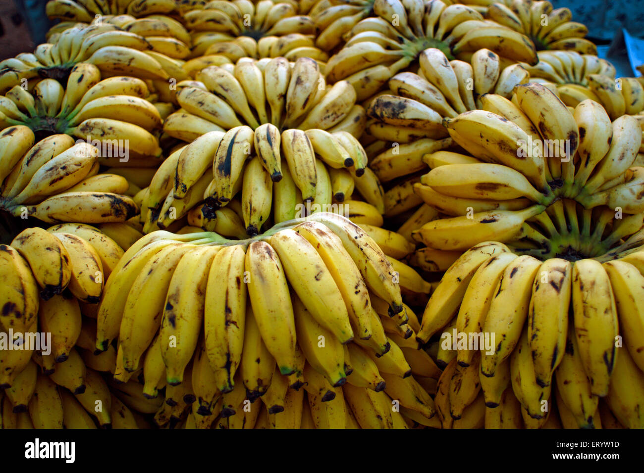 Banana bunch for sale , Margao , Margaon , Madgao , Madgaon , Goa ,  India , Asia Stock Photo
