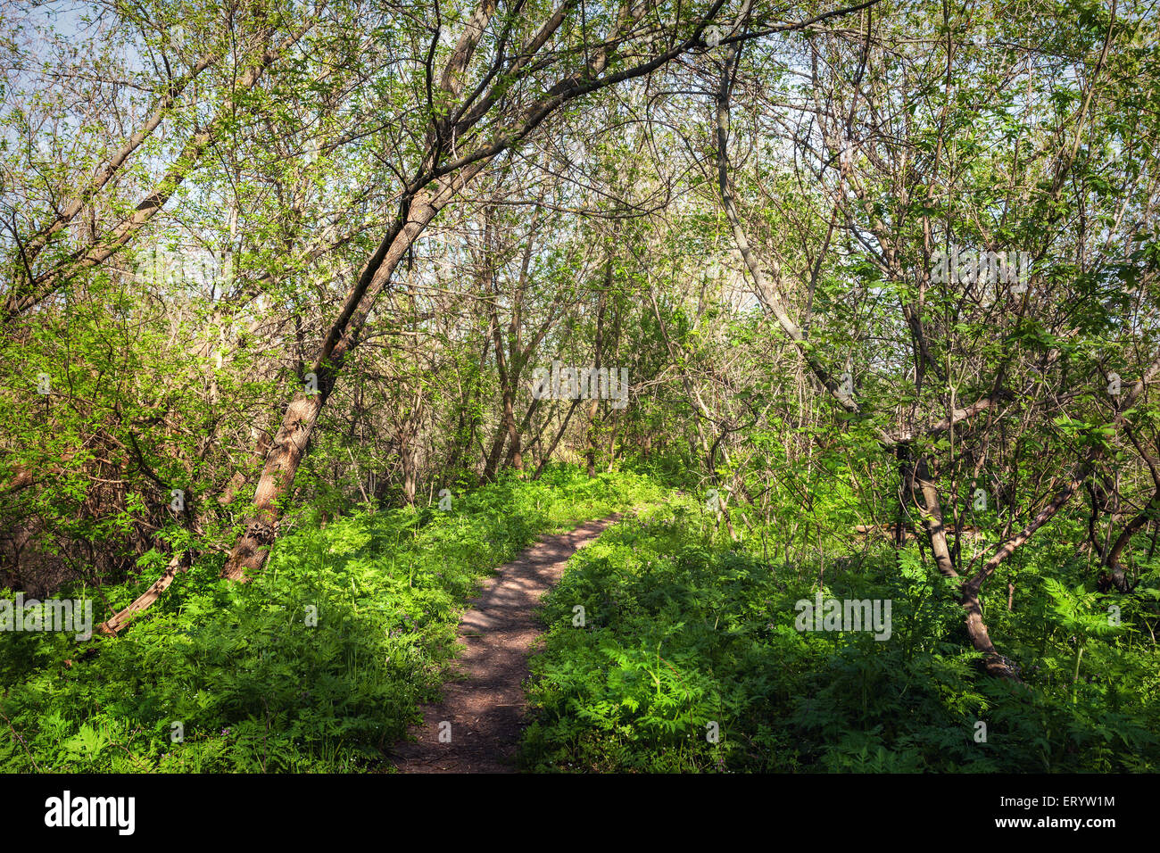 Spring sunset in beautiful magic forest with green plants, trees and trail. Landscape Stock Photo