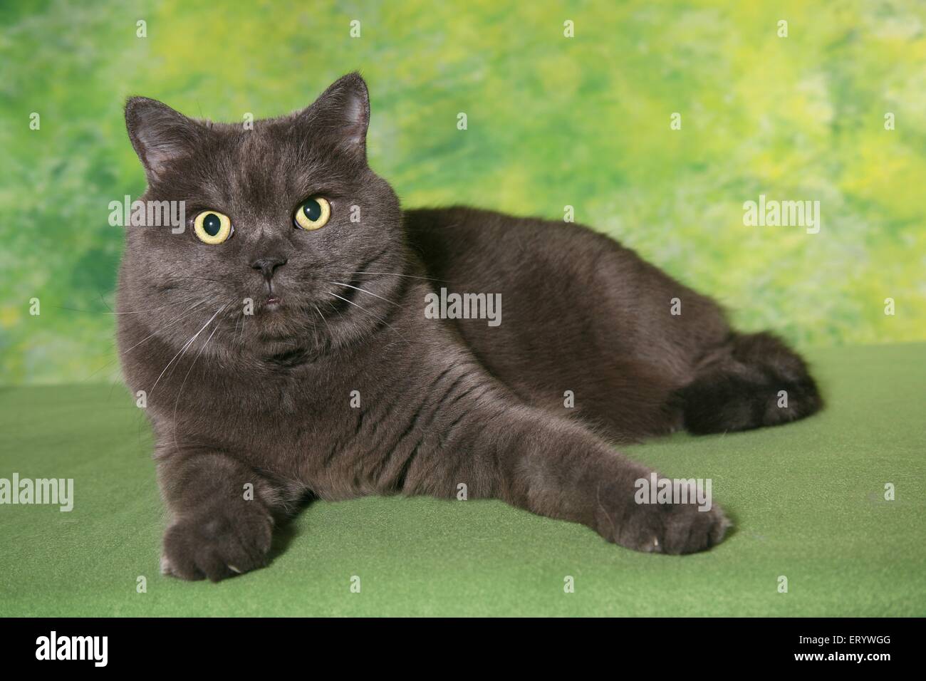 British shorthair cross hi-res stock photography and images - Alamy
