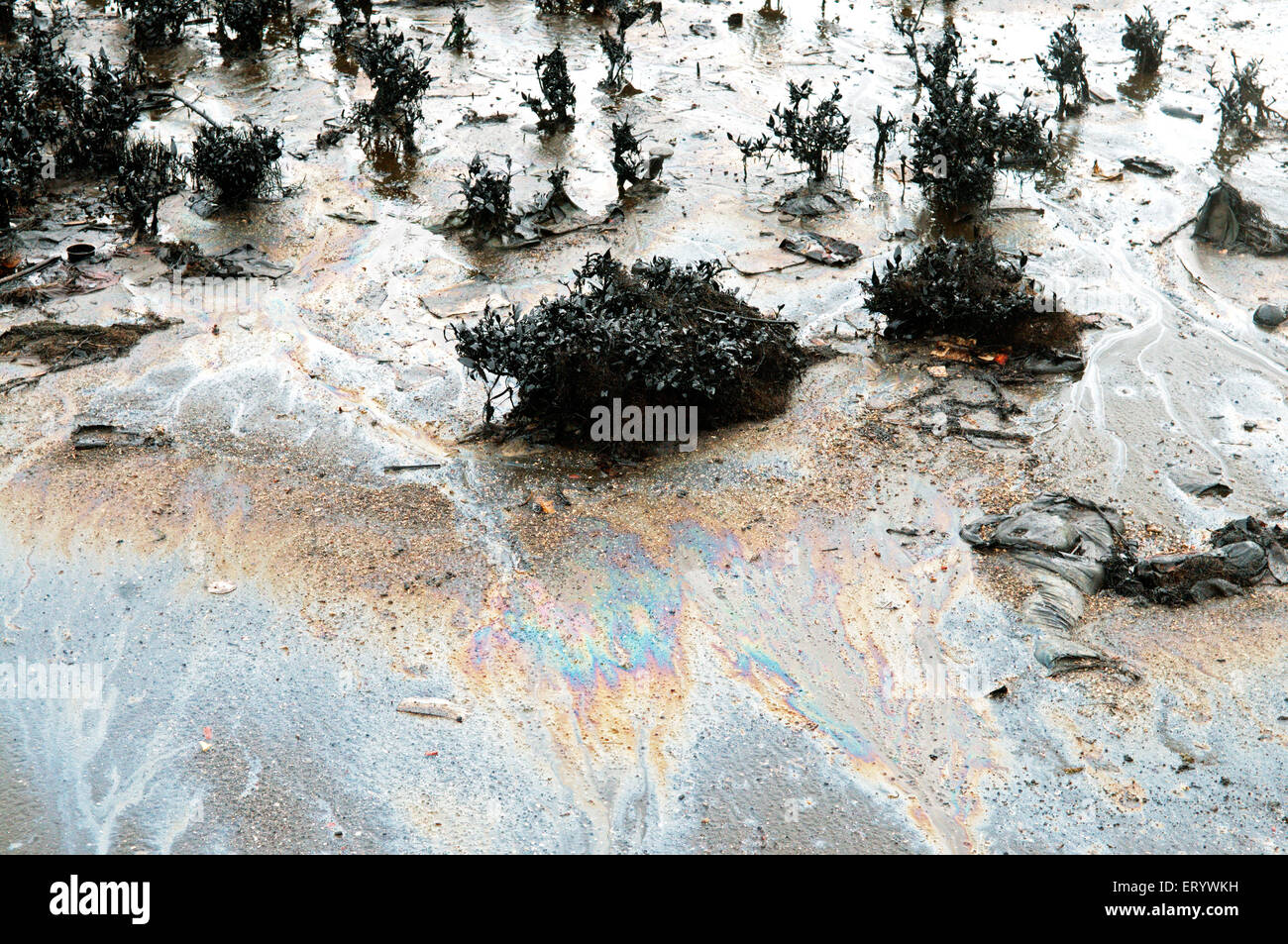 Oil spill mangroves damage pollution , Elephanta Island , Mumbai Harbour , Bombay , Mumbai , Maharashtra , India , Asia Stock Photo