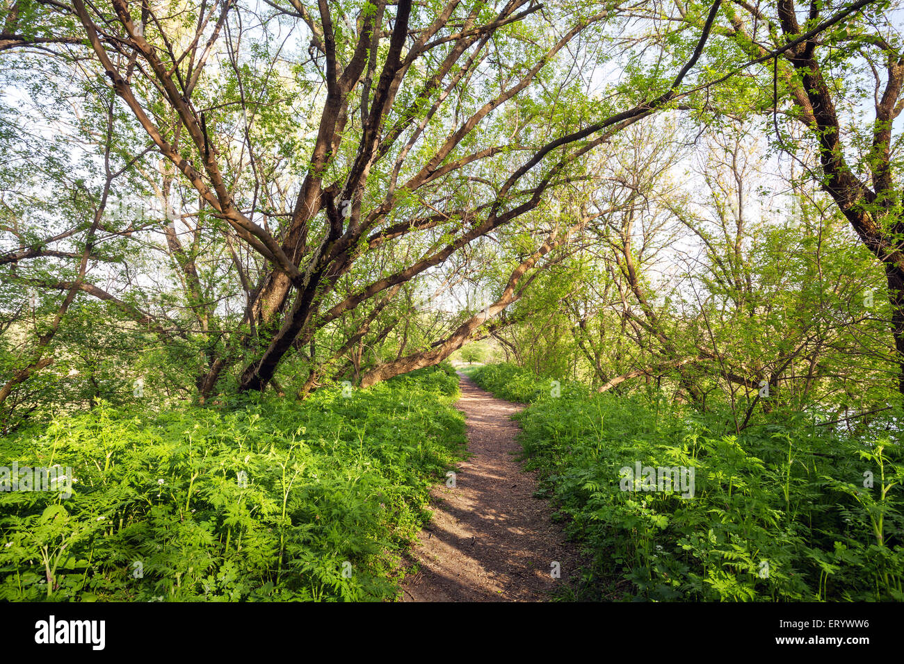 Spring sunset in beautiful magic forest with green plants, trees and trail. Landscape Stock Photo