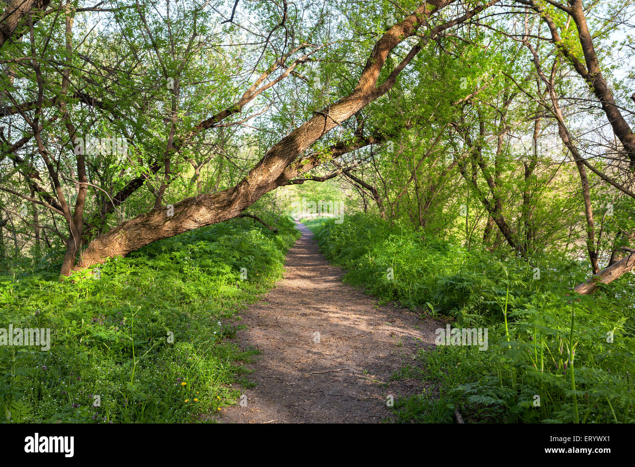 Spring sunset in beautiful magic forest with green plants, trees and trail. Landscape Stock Photo
