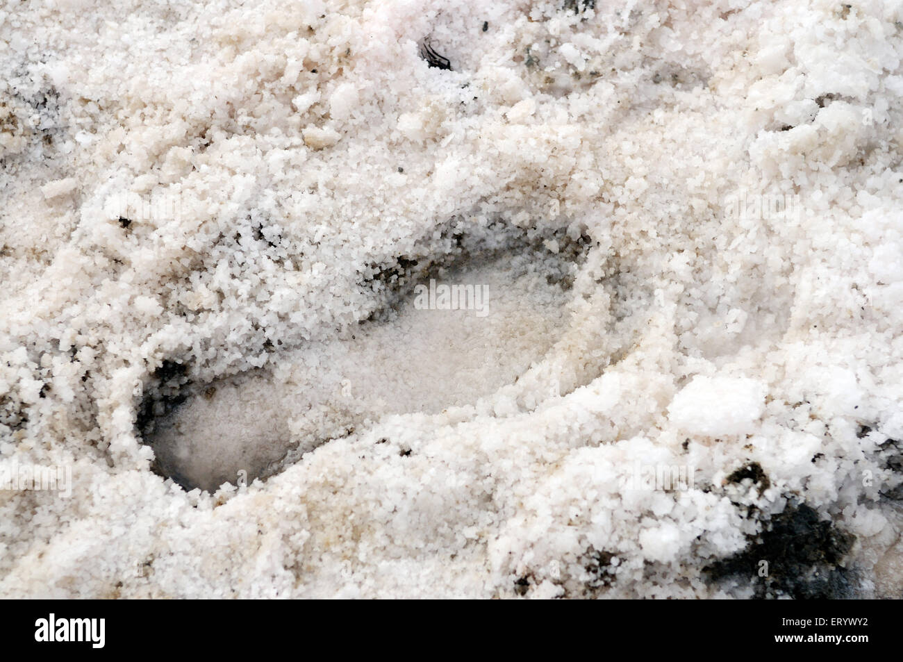 Foot mark in salt residue at thar desert ; Bhuj ; Kutch ; Gujarat ; India Stock Photo