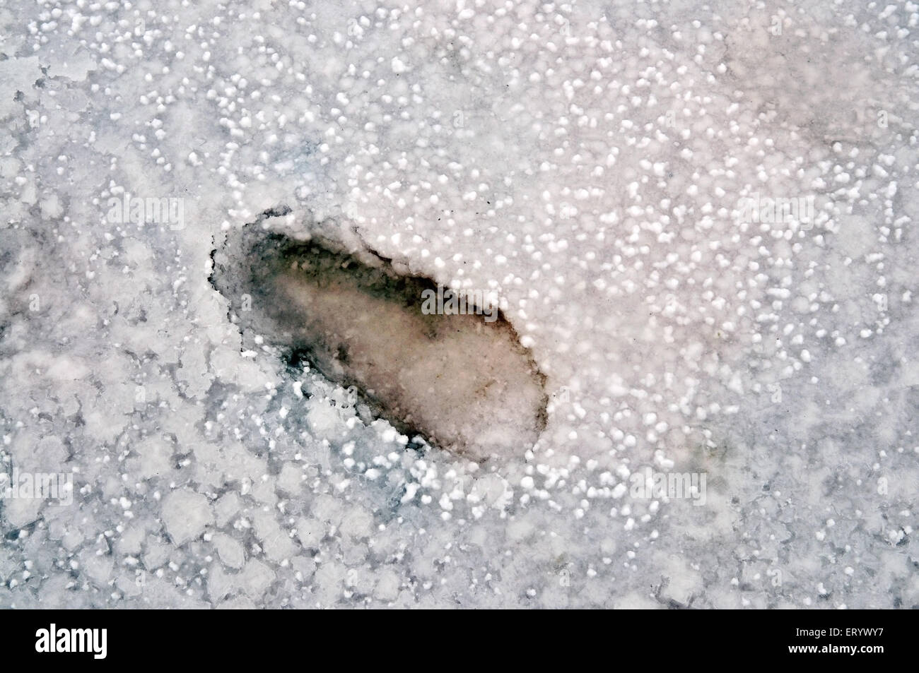 Foot mark in salt residue at thar desert ; Bhuj ; Kutch ; Gujarat ; India Stock Photo