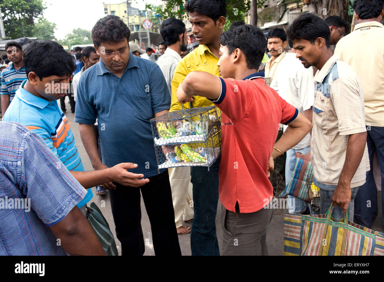 Aviary bird selling market scene at Galif street ; Kolkata Calcutta ; West Bengal ; India Stock Photo