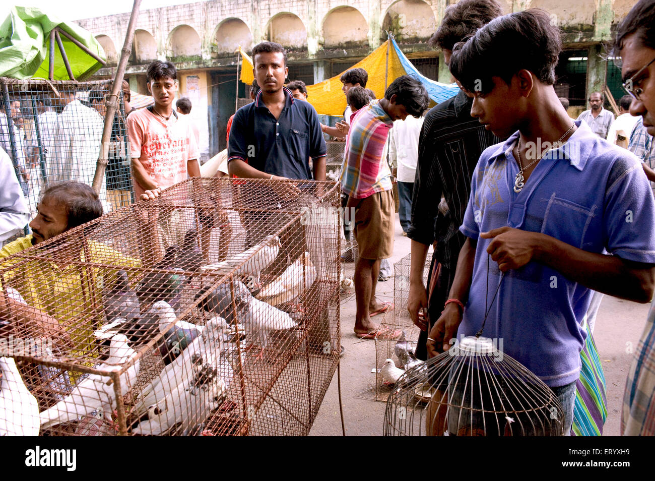 Aviary bird selling market scene at Galif street ; Kolkata Calcutta ; West Bengal ; India Stock Photo
