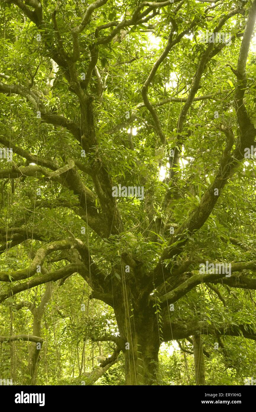 Mangifera indica bark hires stock photography and images Alamy
