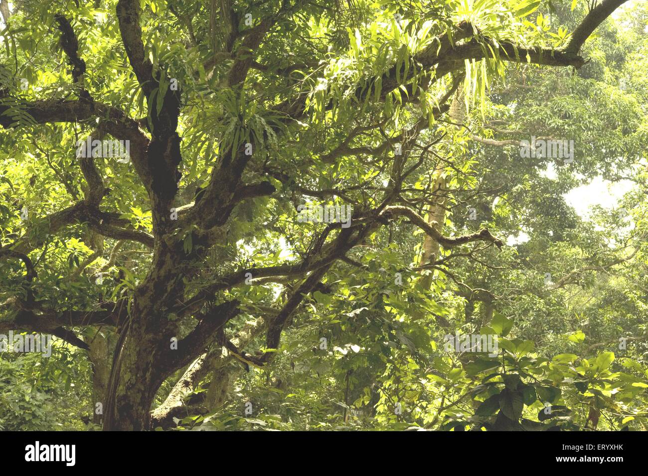 Forest trees , Nature park , Kolkata , Calcutta , West Bengal , India , Asia Stock Photo