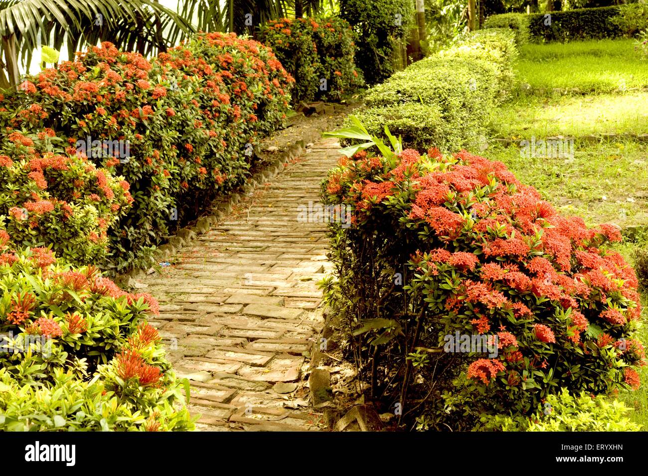Nature park garden walkway, Kolkata , Calcutta , West Bengal , India , Asia Stock Photo