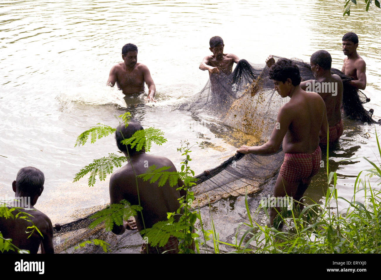 Wetland pissi culture of fish catching ; Kolkata Calcutta ; West Bengal ; India Stock Photo