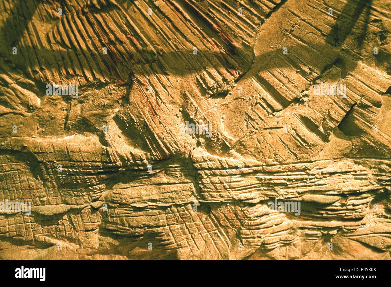 Fossilised palm tree leaves, National Fossil Park, Ghughua Fossil Park