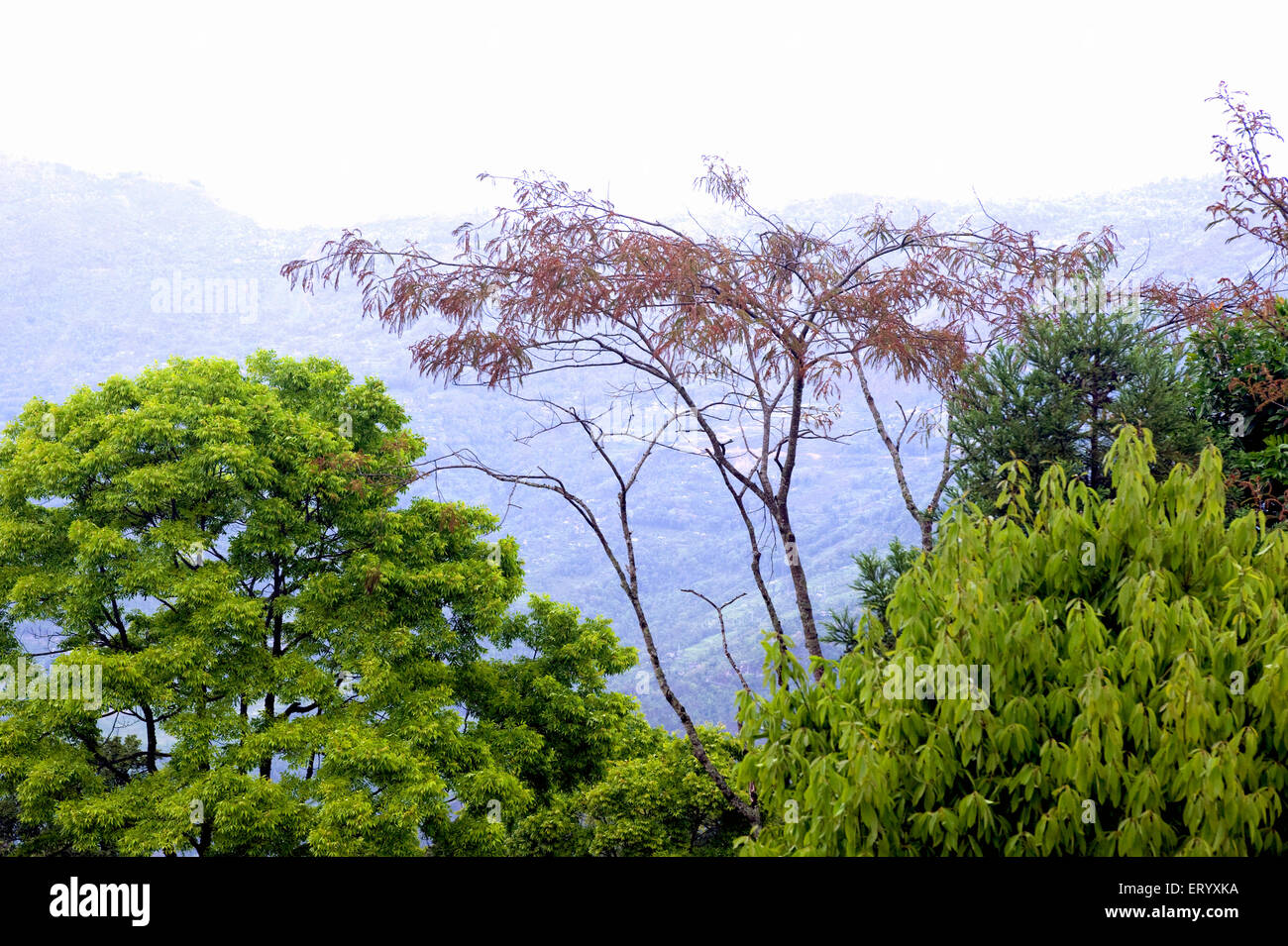 Trees, Rinchenpong valley, Kaluk, Gyalshing, Geyzing, Gangtok, Sikkim, India, Asia Stock Photo