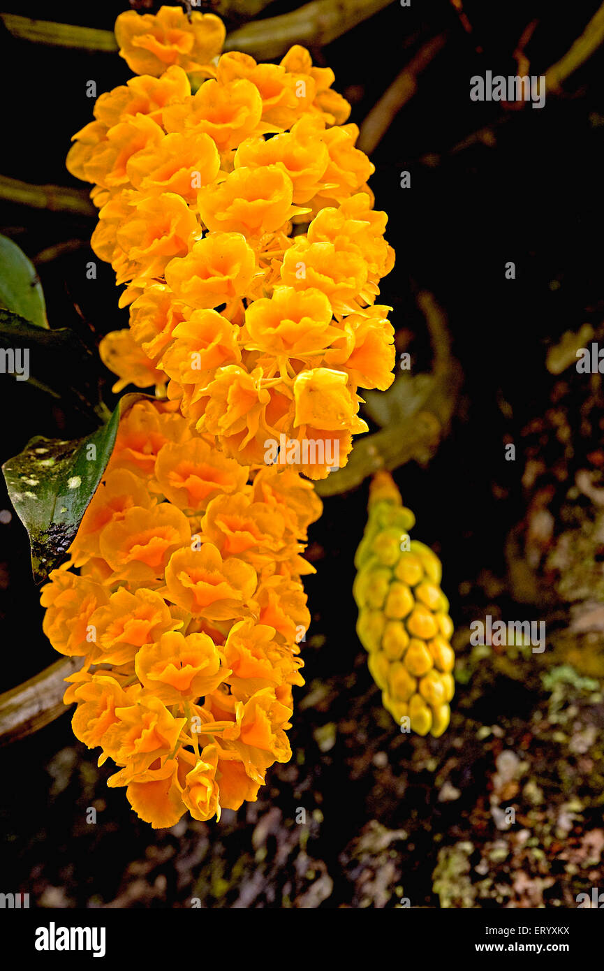Yellow orange dendrobium orchids blossom High Resolution Stock