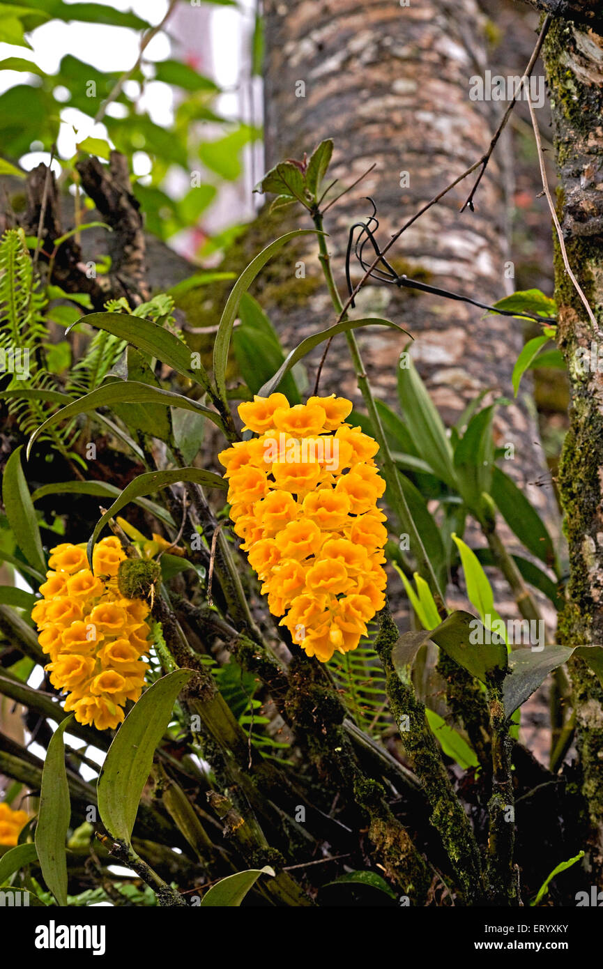 Dendrobium densiflorum, Pineapple orchid, flowers blooming, Kalimpong, West Bengal, India, Asia Stock Photo