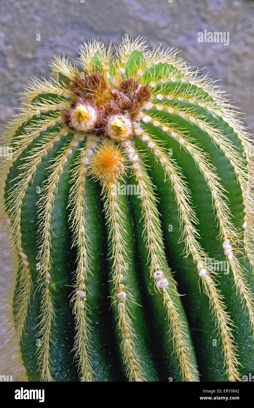 Parodia grossei, Eriocactus grossei, Cactus flowers blooming, Pine View Cacti Nursery, Kalimpong, West Bengal, India, Asia Stock Photo