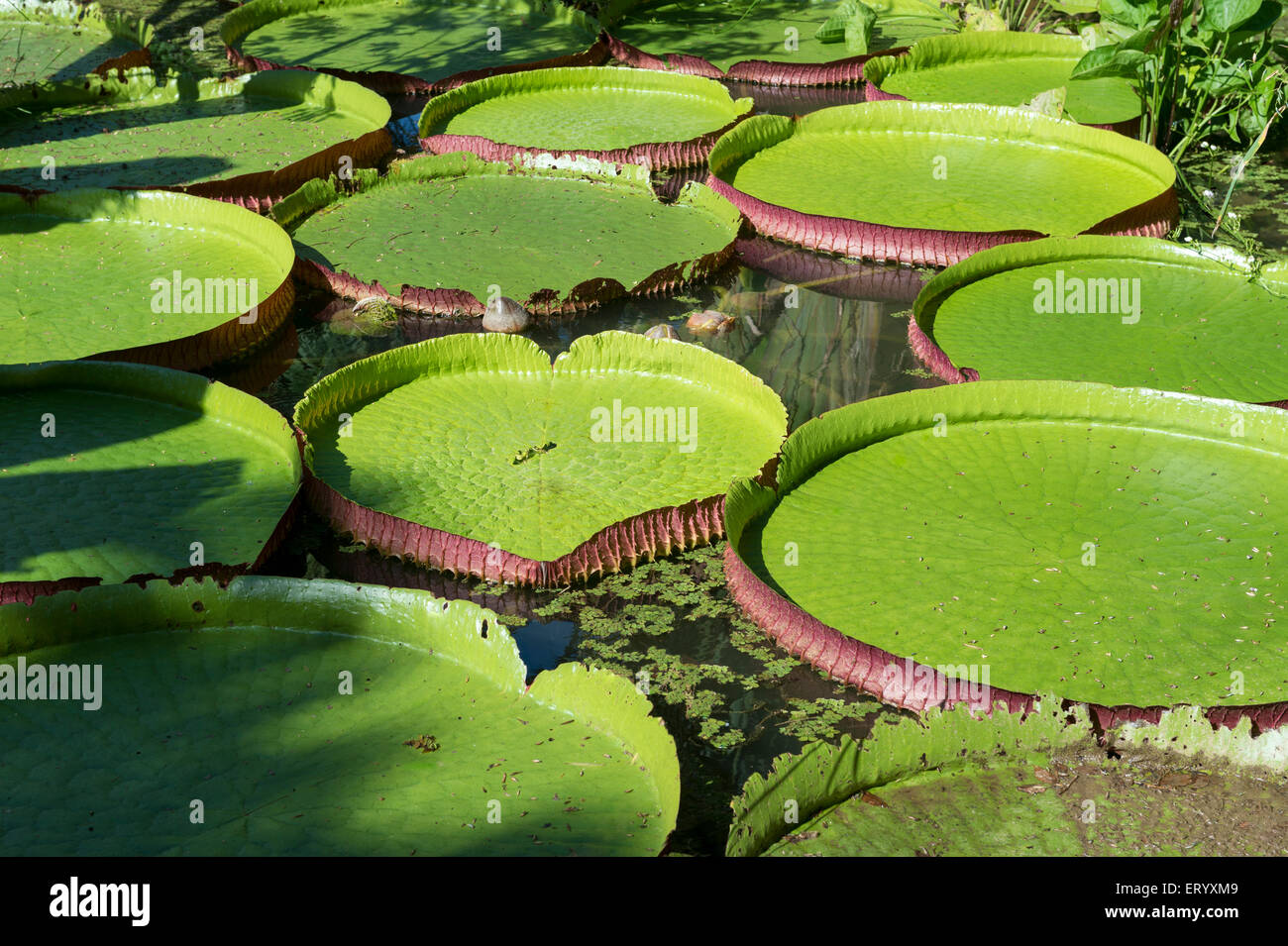 Giant Amazonian Victoria water lily pads growing in a pond in the