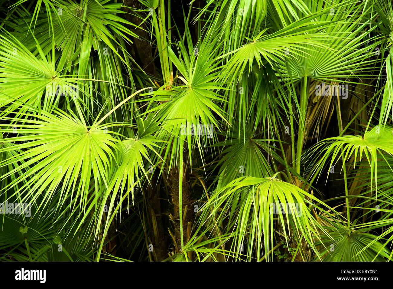 Screw pine tree leaves, Acharya Jagadish Chandra Bose, Botanic Garden, Botanical Garden, Shibpur, Calcutta, Kolkata, West Bengal, India, Asia Stock Photo