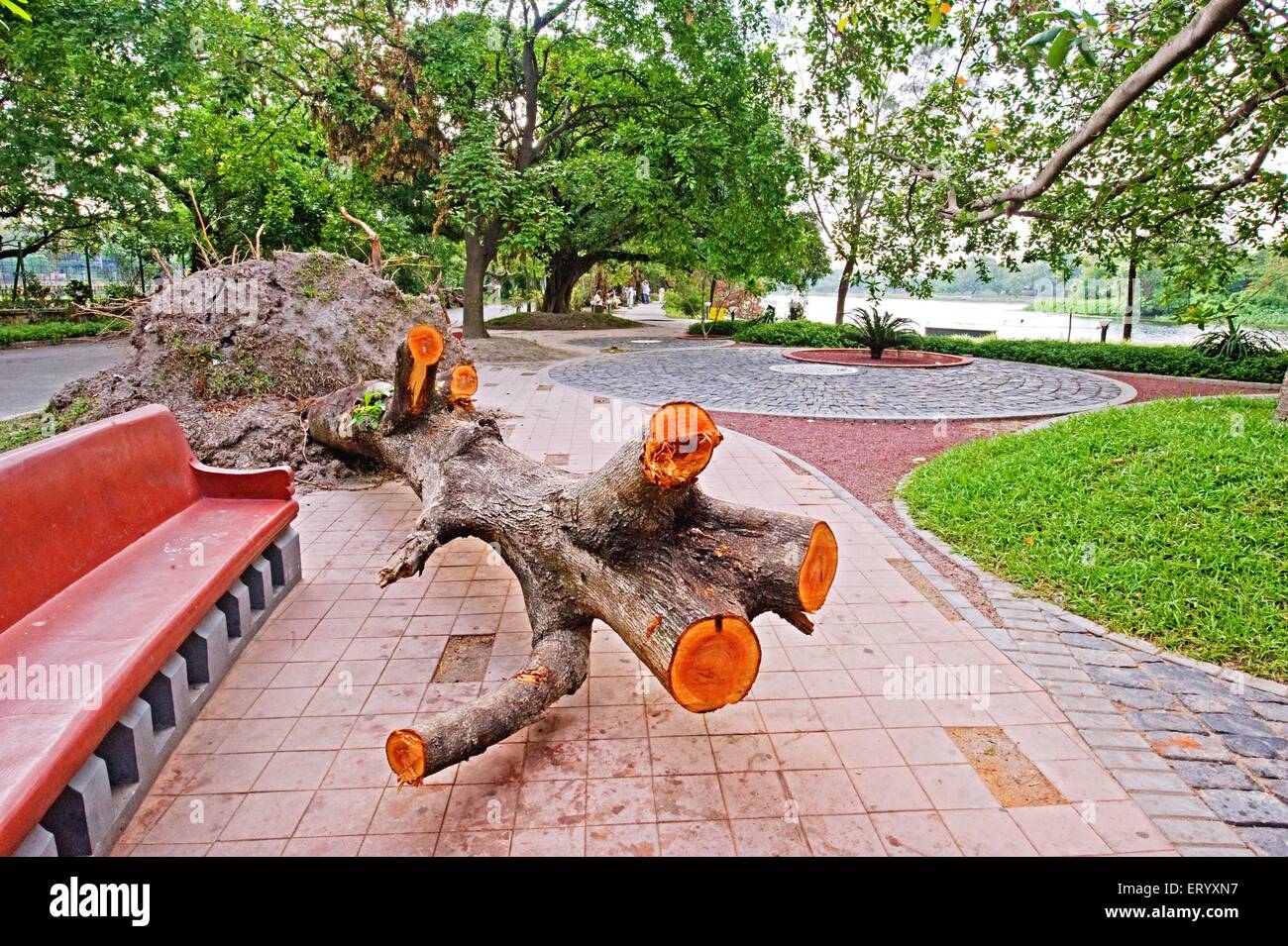 Hurricane damage, typhoon storm, cyclone uprooted trees, Ballygunge, Calcutta, Kolkata, West Bengal, India, Asia Stock Photo