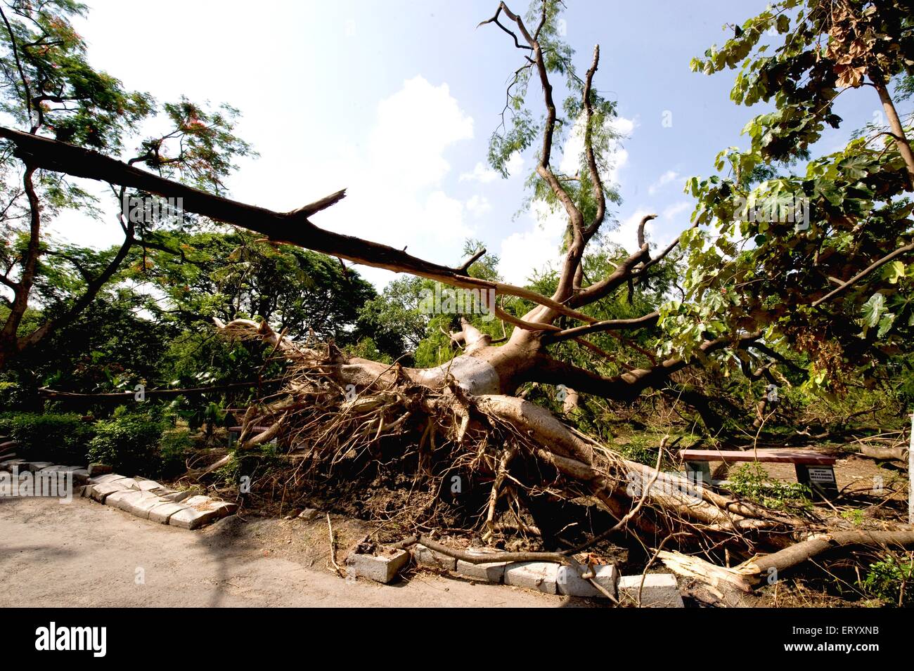 Hurricane damage, typhoon storm, cyclone uprooted trees, Ballygunge, Calcutta, Kolkata, West Bengal, India, Asia Stock Photo