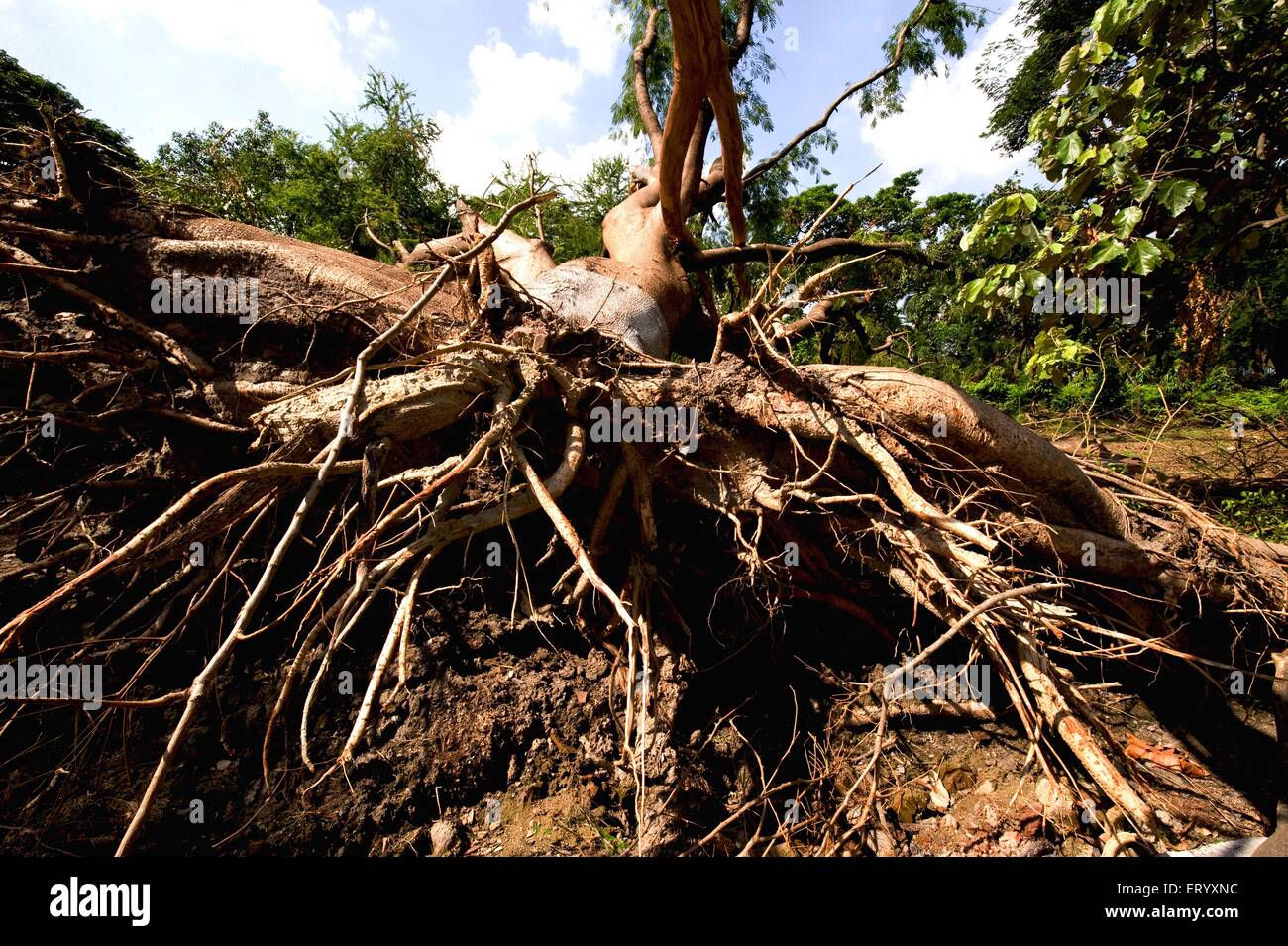 Hurricane damage, typhoon storm, cyclone uprooted trees, Ballygunge, Calcutta, Kolkata, West Bengal, India, Asia Stock Photo