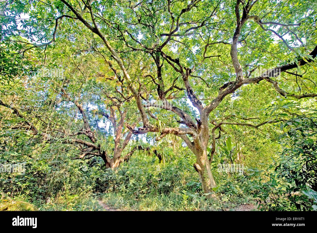 Mango tree, mangifera indica, Nature Park, Calcutta, Kolkata, West Bengal, India, Asia Stock Photo