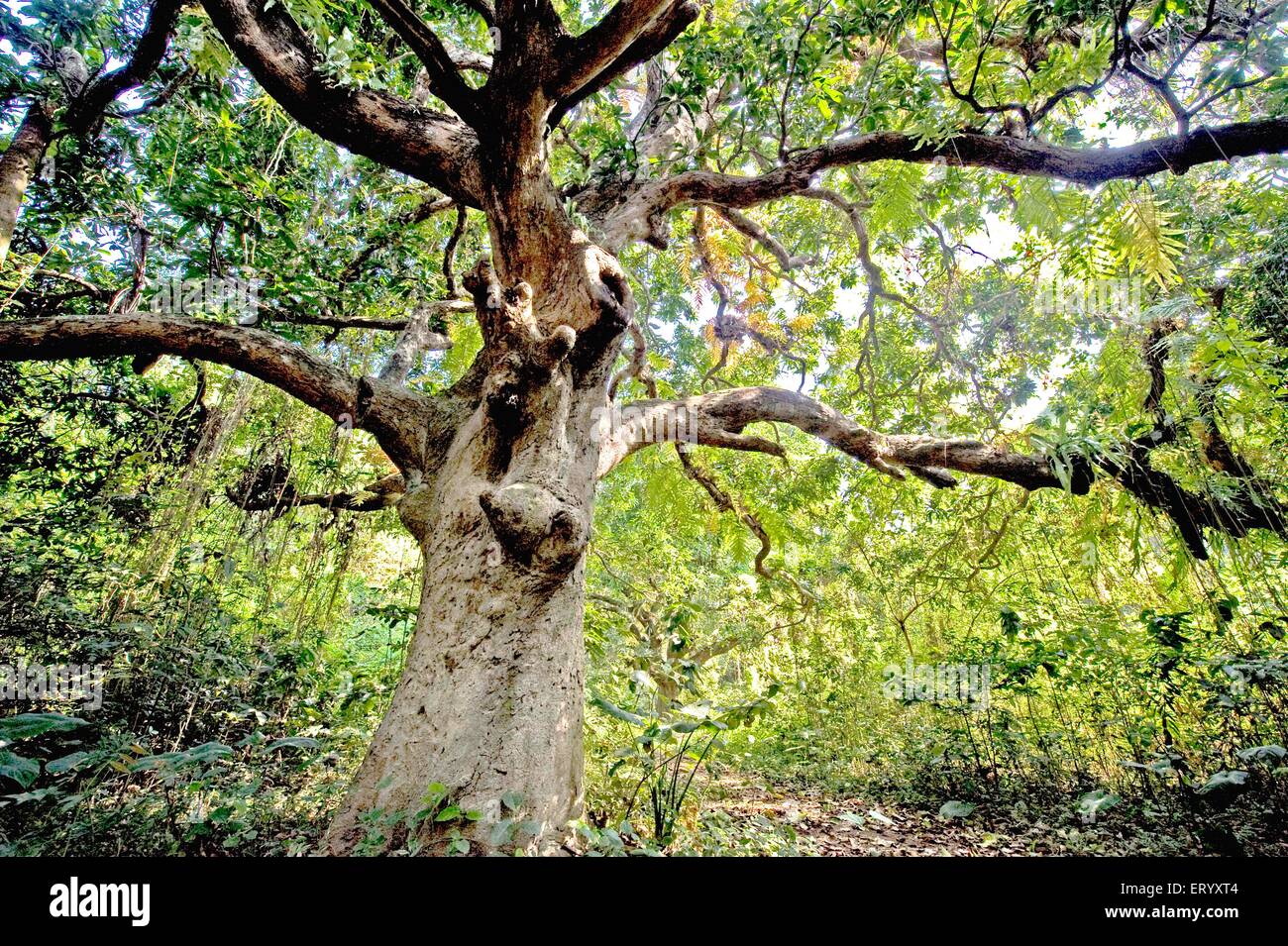 Mango tree forest mangifera indica ; Calcutta ; West Bengal ; India