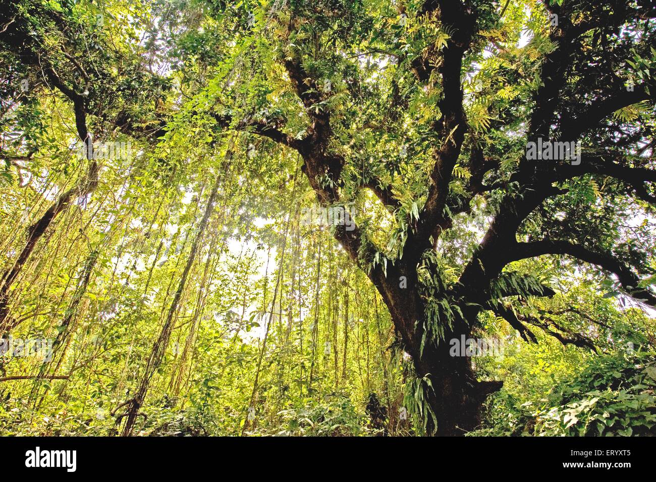 Mango tree, mangifera indica, Nature Park, Calcutta, Kolkata, West Bengal, India, Asia Stock Photo