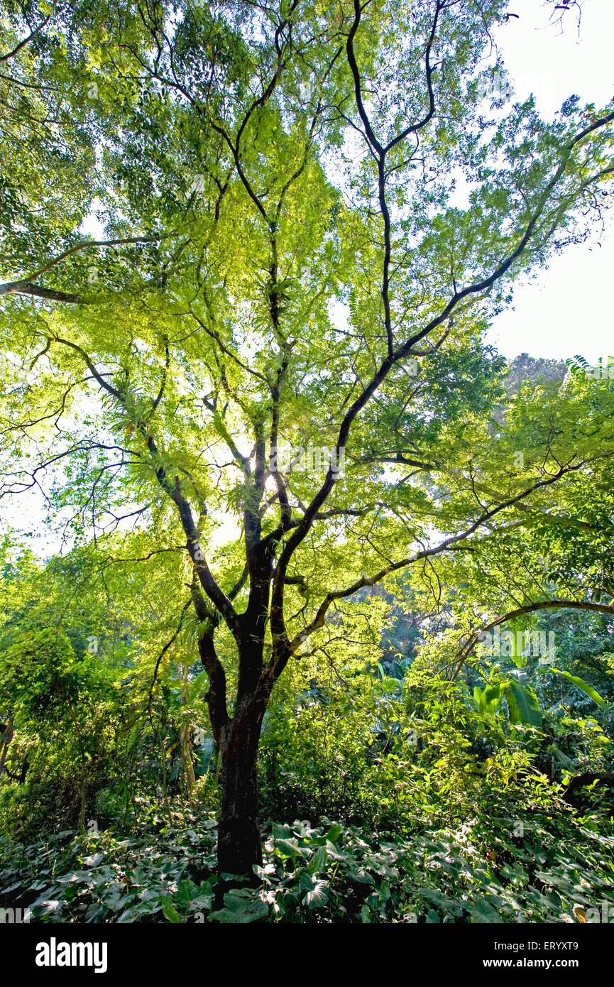 Kathal tree,  jackfruit tree, jack tree, artocarpus heterophyllus ; Calcutta ; kolkata , West Bengal ; India , asia Stock Photo