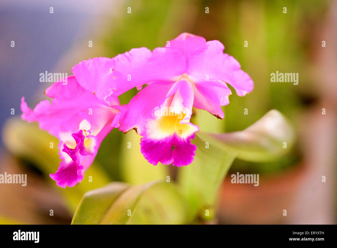 Singapore orchid flower , Terete Vanda orchid ; Calcutta ; kolkata , West Bengal ; India , asia Stock Photo