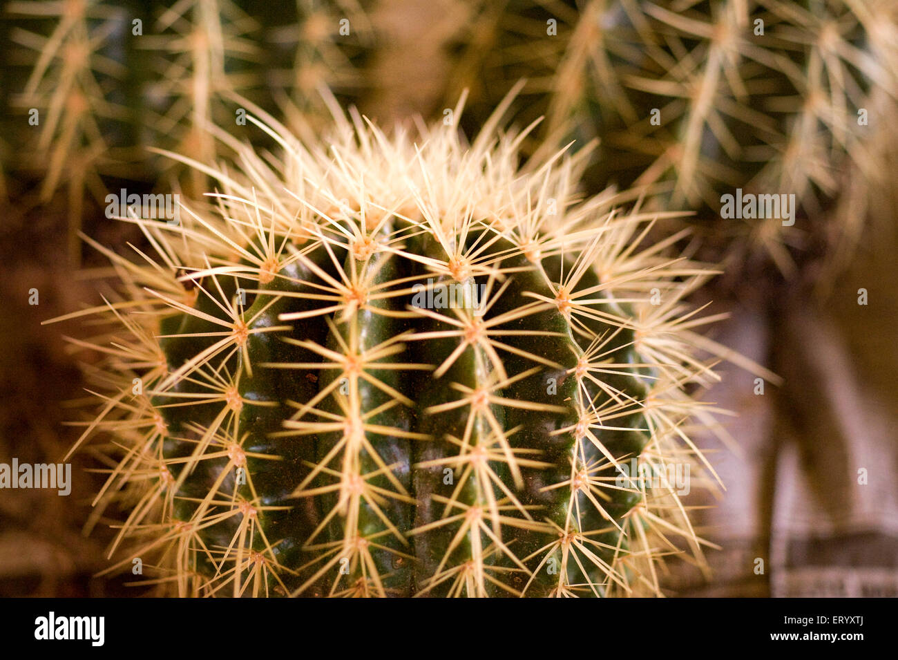 Cacti orchid cactus Stock Photo