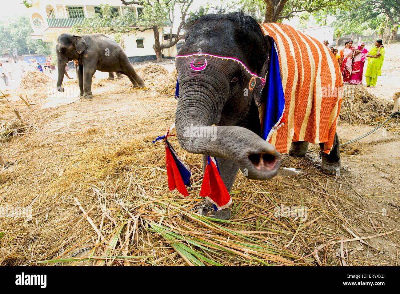 Elephant painted decorated for sale, Sonepur Cattle Fair, Sonepur Mela, Harihar Kshetra Mela, Sonpur, Saran District, Bihar, India, Asia Stock Photo - Alamy Elephant painted decorated for sale, Sonepur Cattle Fair, Sonepur Mela, Harihar Kshetra Mela, Sonpur, Saran District, Bihar, India, Asia Stock Photo - Alamy