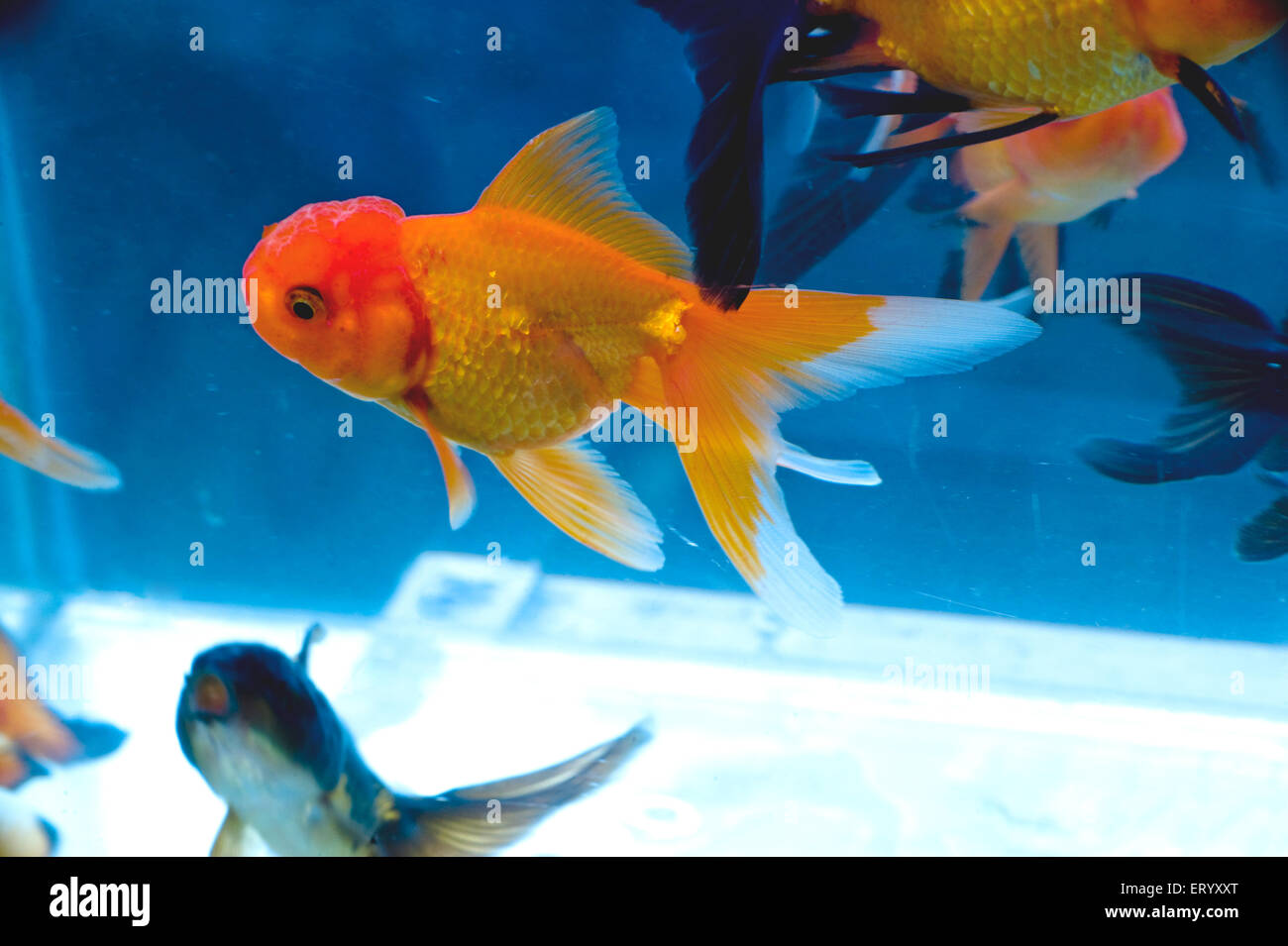Red Ranchu Goldfish, fancy ornamental goldfish, aquarium fishes, Sunday Pet Market, Baghbazar, Calcutta, Kolkata, West Bengal, India, Asia Stock Photo