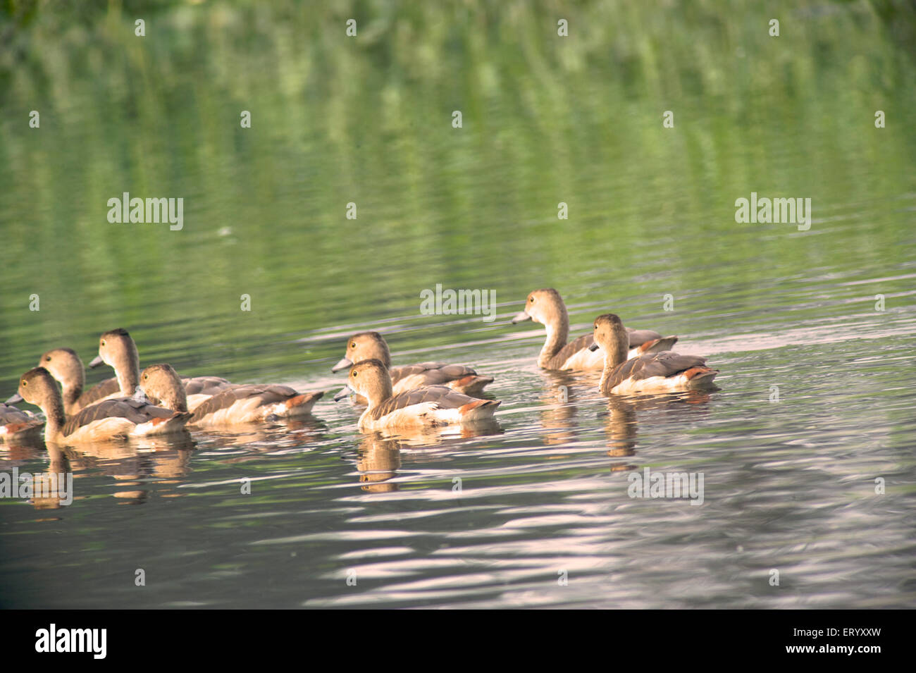 Lesser whistling duck, Indian whistling duck, Lesser whistling teal,  dendrocygna javanica, Santragachi Jheel, Howrah, West Bengal, India, Asia Stock Photo