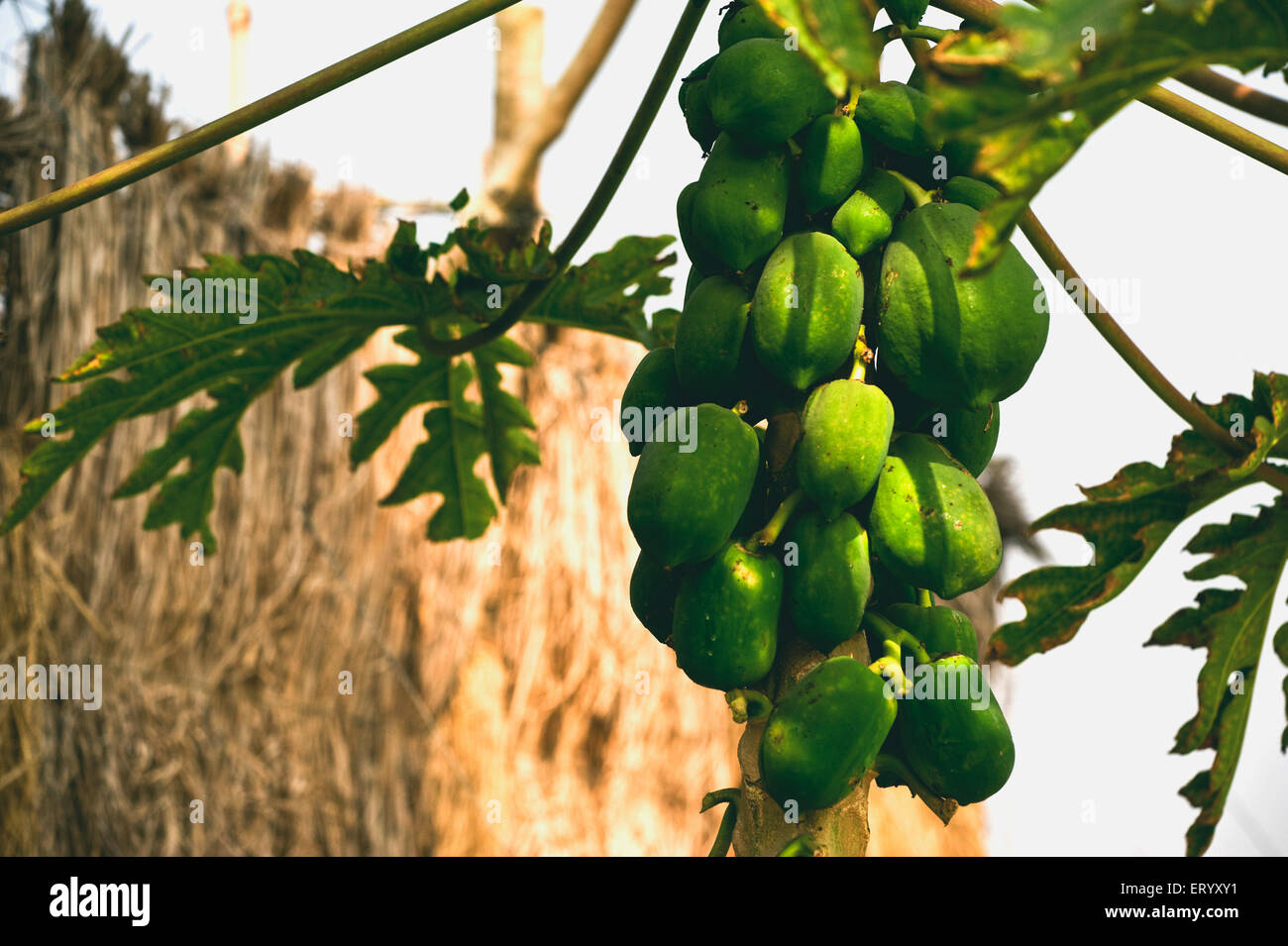 Papaya tree, papaw tree, pawpaw tree, Carica papaya, Howrah, West Bengal, India, Asia Stock Photo